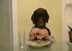 dog eat